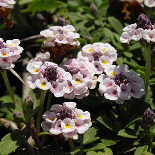Verveine nodiflore couvre-sol gazonnante